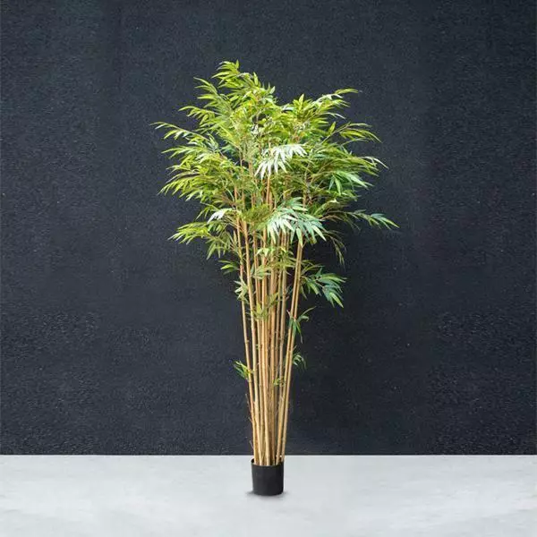 Bamboo Tree - 2.2M