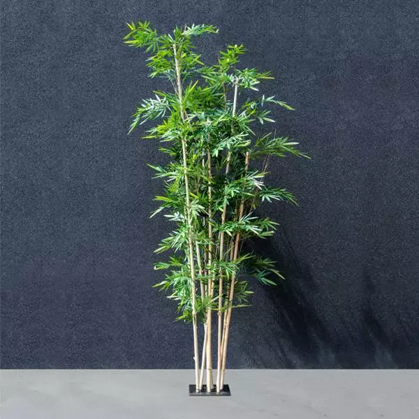 Bamboo Tree - 3.5M