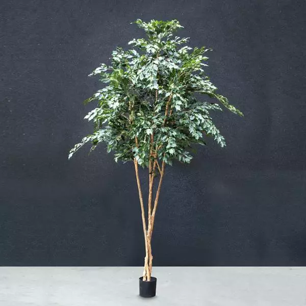 Ficus Tree - 3M