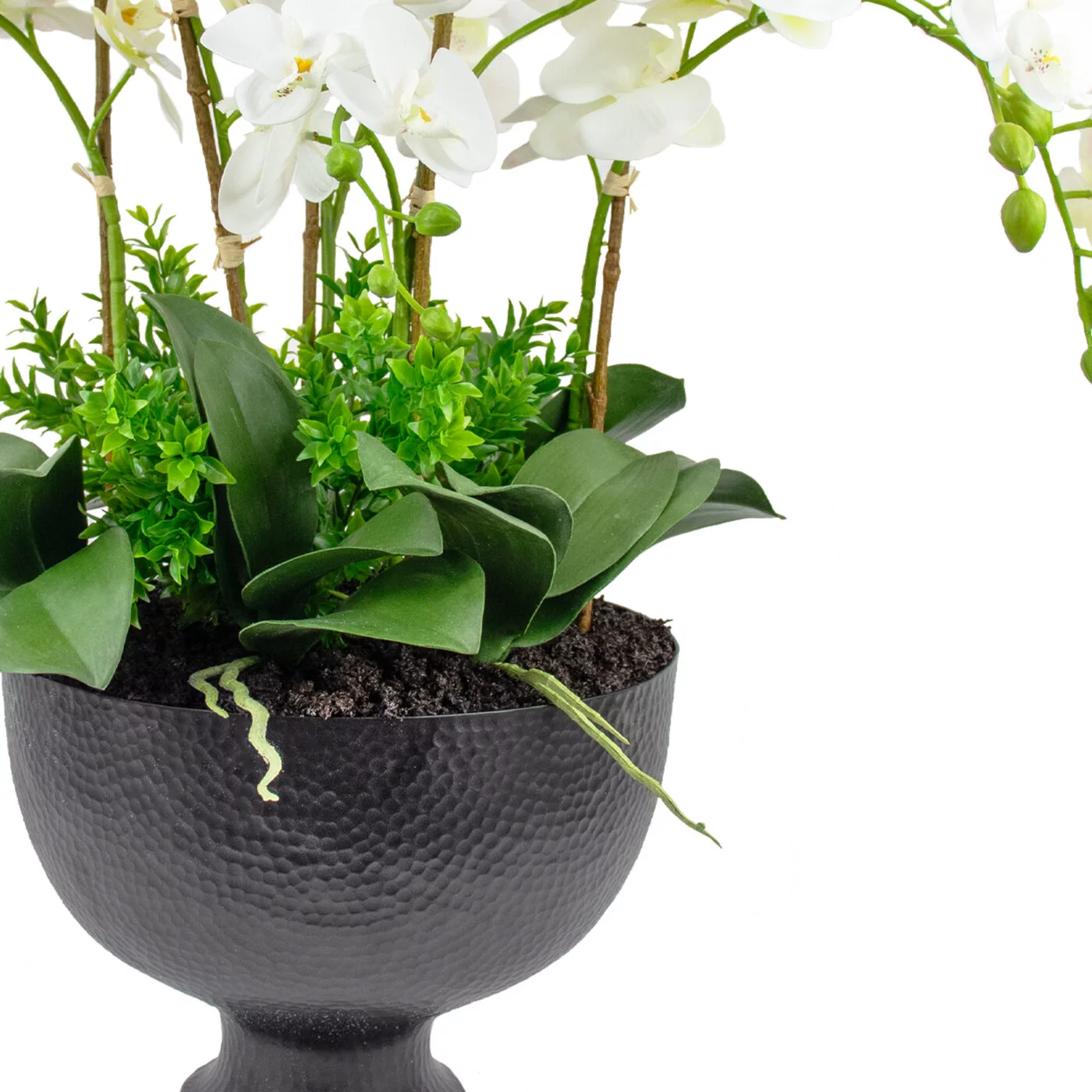 PHALENOPSIS ORCHIDS LARGE WHITE IN METAL PLANTER