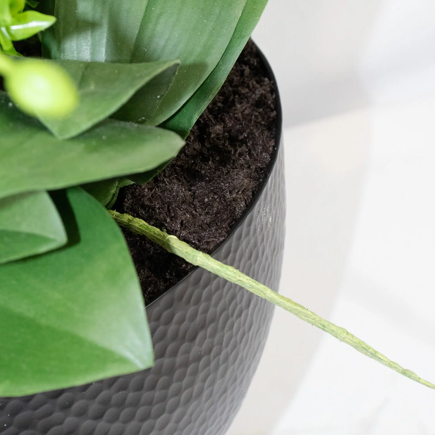 PHALENOPSIS ORCHIDS LARGE WHITE IN METAL PLANTER