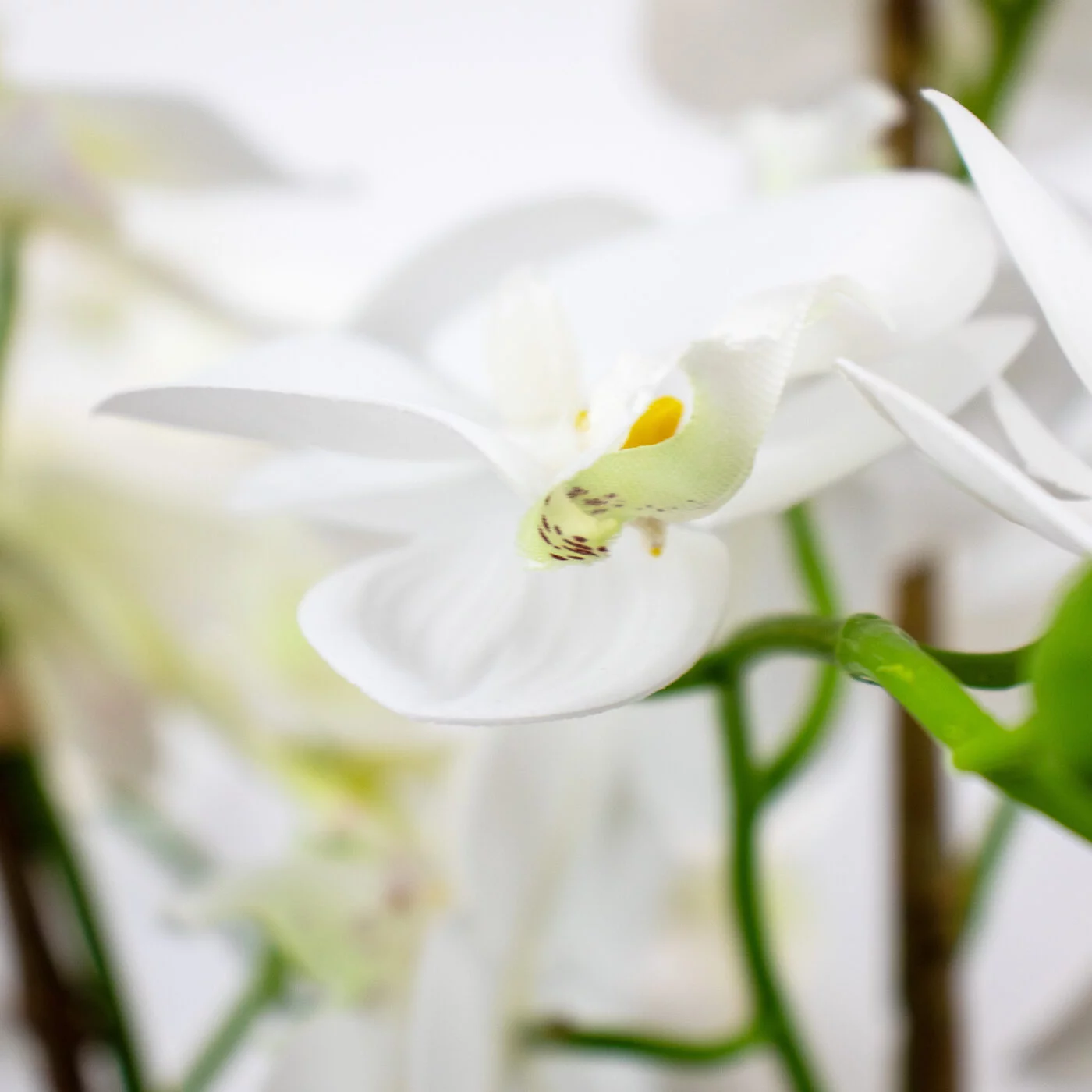 PHALENOPSIS ORCHIDS LARGE WHITE IN METAL PLANTER