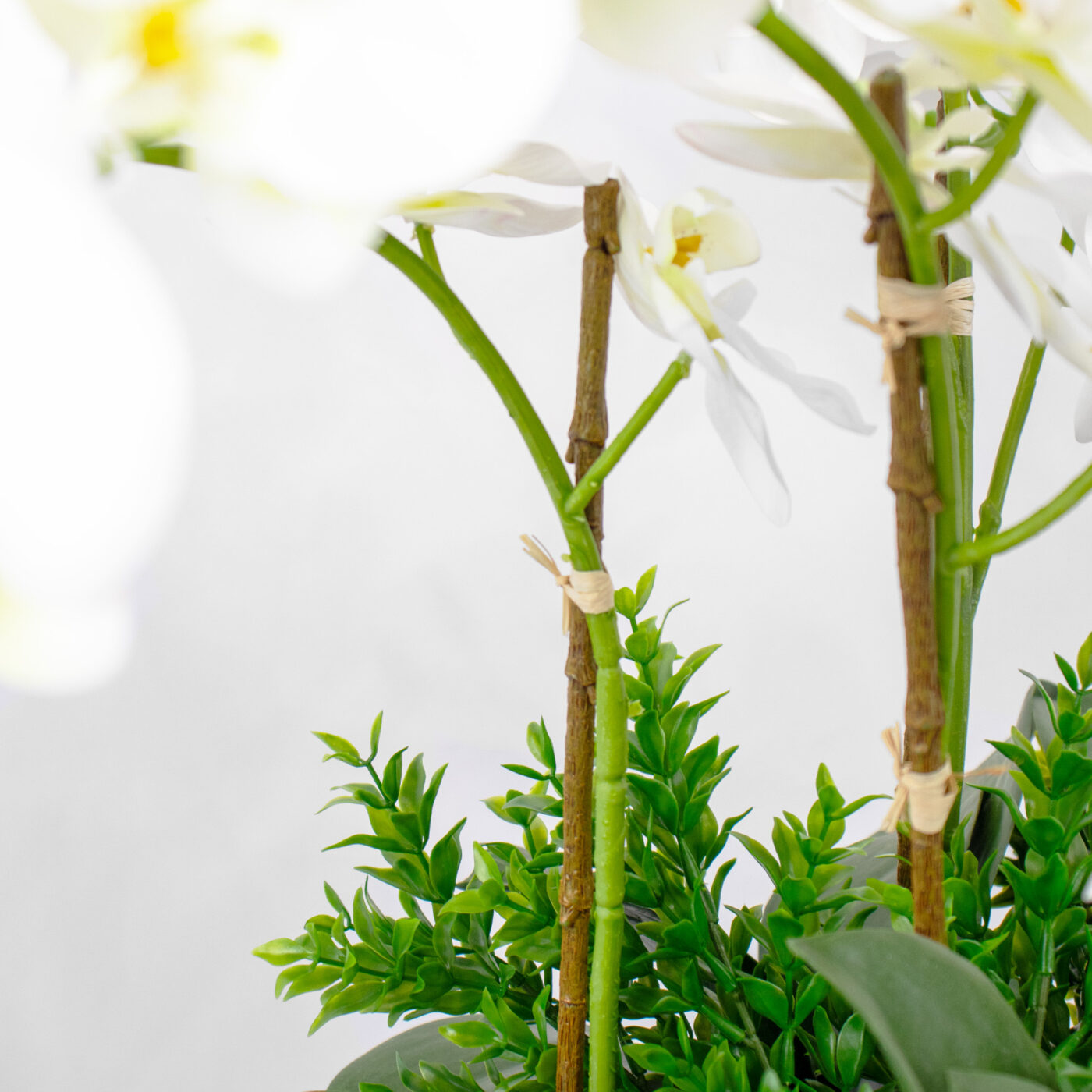 PHALENOPSIS ORCHIDS LARGE WHITE IN METAL PLANTER