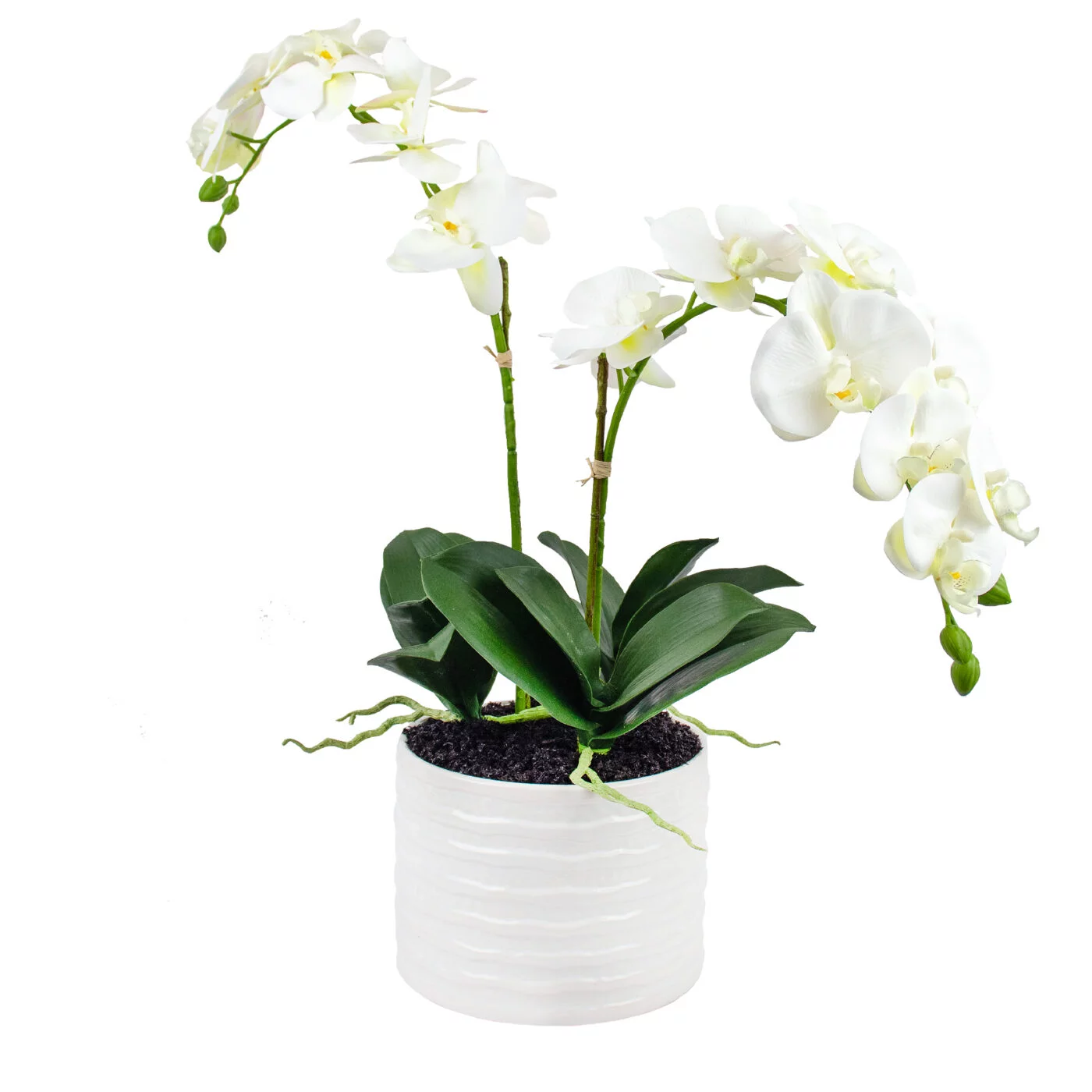 Phalaenopsis Orchids x 2 White in Ceramic Planter
