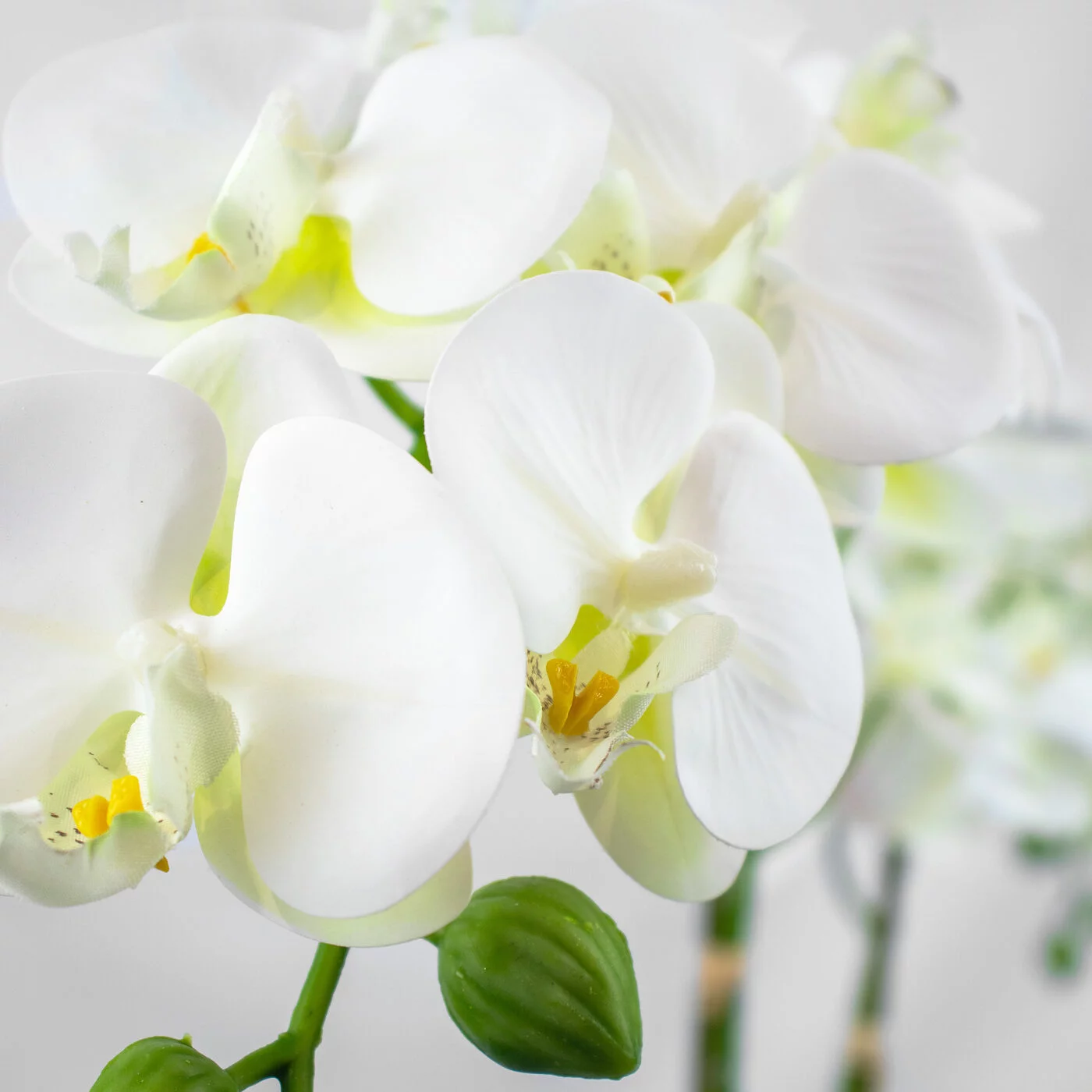 Phalaenopsis Orchids x 2 White in Ceramic Planter