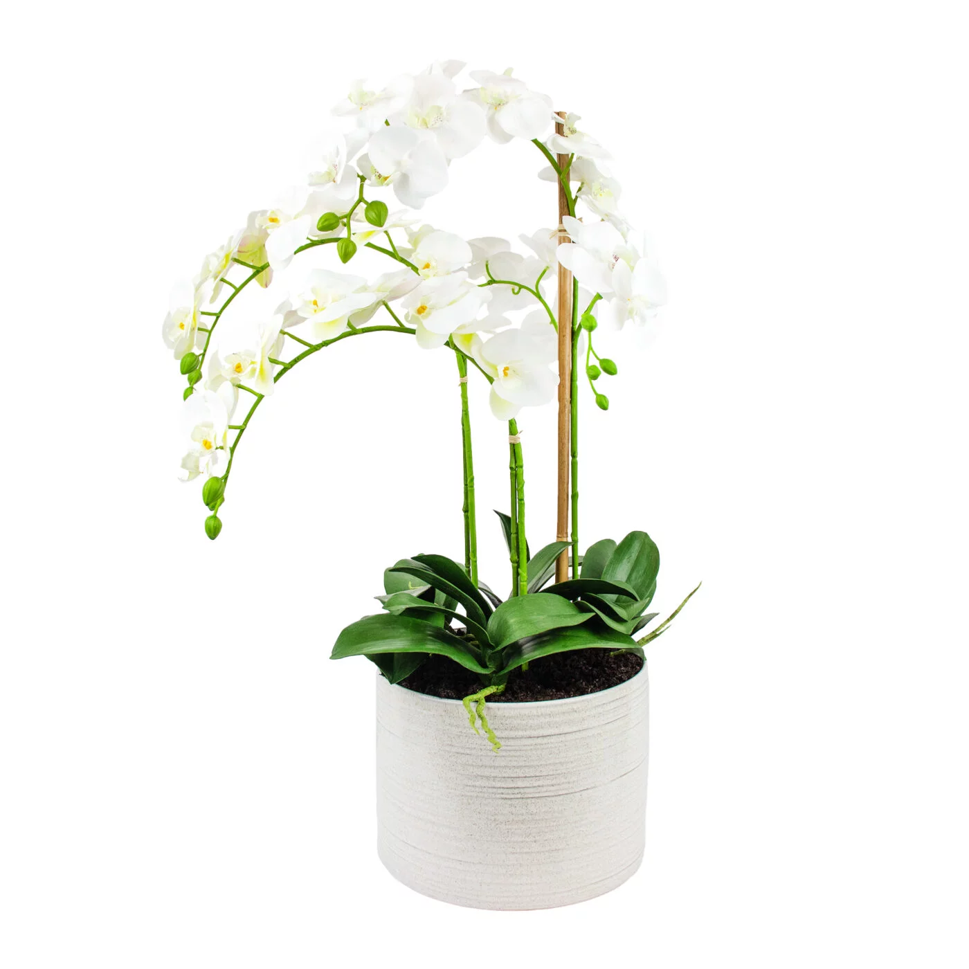 Phalaenopsis Orchids x 2 White in Large Ceramic Planter P1463