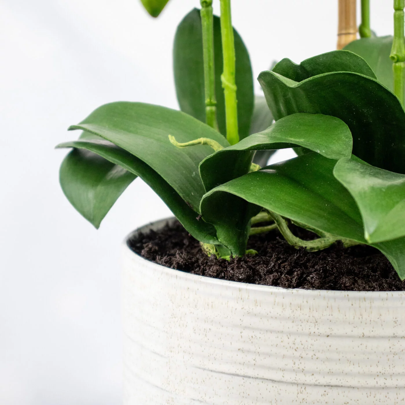 Phalaenopsis Orchids x 2 White in Large Ceramic Planter P1463