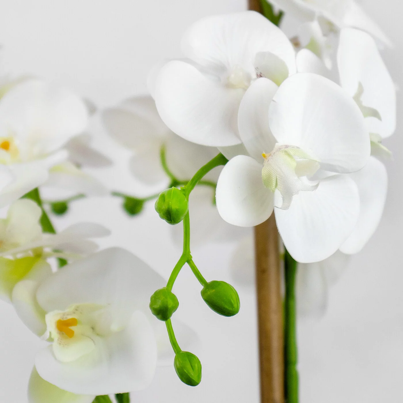 Phalaenopsis Orchids x 2 White in Large Ceramic Planter P1463